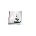 Eternal Rose White 22cm σε Yala με LED Κωδικός: B076F6Z3B5